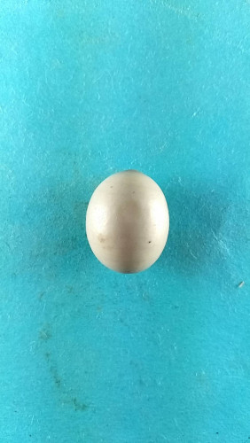 ลูกสวาทเมตตามหานิยม 