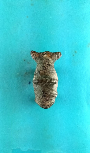 วัวธนูลพ.คง วัดบ้านสวนเนื้อครั่งพุทรามีถักชุบลัก 2