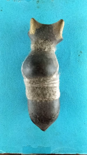 วัวธนูดิน7ป่าช้าขนาด2นิ้ว