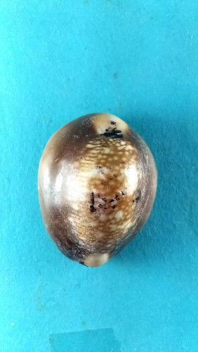 เบี้ยแก้ตัวใหญ่กันคุณไสยสะท้อนกลับอุดชันโรงปิดทอง