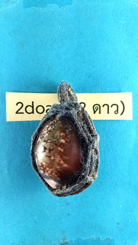 เบึ้ยแก้ภายในบรรจุทรายเสกตะกรุด1ดอกลพ.ทองหยิบท่านเสกวัตถุมงคลที่เช่าทั้งหมดทึ่บูชามาด้วย