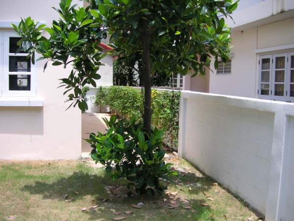 (ให้เช่าแล้ว) บ้านเช่าสุวินทวงศ์ / ให้เช่าบ้านเดี่ยว 2ชั้น หมู่บ้านฟลอล่าวิลล์ สุวินทวงศ์ สาธารณูปโภ 5