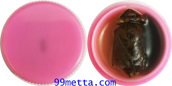 สีผึ้งมหาเสน่ห์เรไรเรียกจิต อาจารย์กานต์ สัปเหร่อ 2561