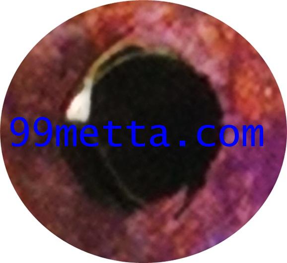 ดาวเศรษฐี นะหน้าทอง 2หน้า ปัดพิงค์โกลด์ในพิม โชว์เนื้อในสีม่วงอธิฐานจิตโดย 5 เกจิ กับยอดฆาราวาส 2561 2