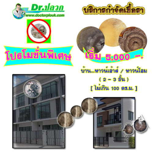 Dr.ปลวก บริการกำจัดเชื้อรา บ้านทาวน์เฮ้าส์-บ้านทาวน์โฮม