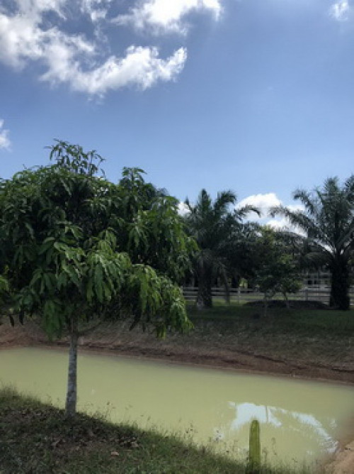 ที่ดิน พร้อมบ้าน และสวนเกษตร ซอยเนินทอง เนื้อที่ 30ไร่ ต.ตะโก อ.ทุ่งตะโก จ.ชุมพร (L0263) 5