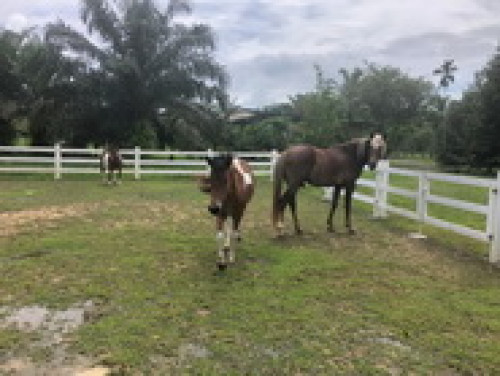 ที่ดิน พร้อมบ้าน และสวนเกษตร ซอยเนินทอง เนื้อที่ 30ไร่ ต.ตะโก อ.ทุ่งตะโก จ.ชุมพร (L0263) 9