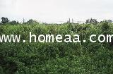 ที่ดินเปล่าถมแล้ว ถ.สุขุมวิท จ.ตราด เนื้อที่ 3ไร่381.70 ตร.วา ทำเลดี การเดินทางสะดวก