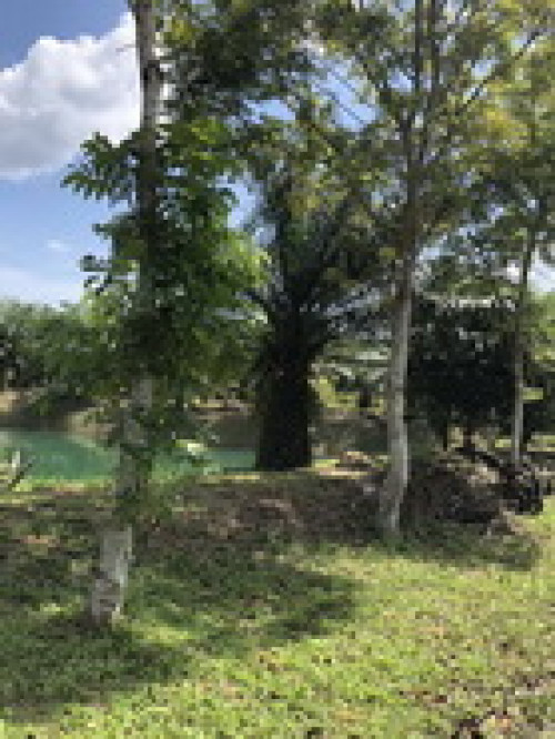 ที่ดิน พร้อมบ้าน และสวนเกษตร ซอยเนินทอง เนื้อที่ 30ไร่ ต.ตะโก อ.ทุ่งตะโก จ.ชุมพร (L0263) 1