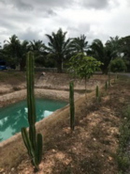 ที่ดิน พร้อมบ้าน และสวนเกษตร ซอยเนินทอง เนื้อที่ 30ไร่ ต.ตะโก อ.ทุ่งตะโก จ.ชุมพร (L0263) 2