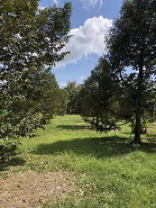 ที่ดิน พร้อมบ้าน และสวนเกษตร ซอยเนินทอง เนื้อที่ 30ไร่ ต.ตะโก อ.ทุ่งตะโก จ.ชุมพร (L0263) 3