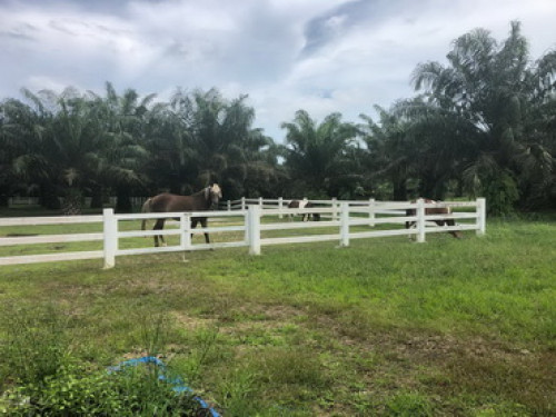 ที่ดิน พร้อมบ้าน และสวนเกษตร ซอยเนินทอง เนื้อที่ 30ไร่ ต.ตะโก อ.ทุ่งตะโก จ.ชุมพร (L0263) 8