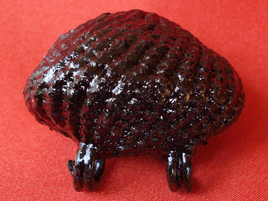 เบี้ยแก้ หลวงปู่เจือ วัดกลางบางแก้ว ถักเชือกชุบรักหนา แบบ 2 หู บูชาจากหลวงปู่โดยตรง สุดยอดเครื่องราง