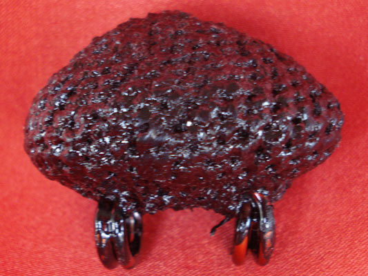 เบี้ยแก้ หลวงปู่เจือ วัดกลางบางแก้ว ถักเชือกชุบรักหนา แบบ 2 หู บูชาจากหลวงปู่โดยตรง สุดยอดเครื่องราง