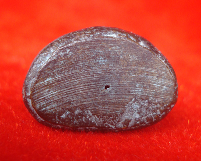 1 ใน 11 พิมพ์ที่หายากมากครับ หลวงพ่อเงิน บางคลาน รุ่นปืนแตก พิมพ์นิยมสนิมดำ ปี 2528 ต้องรีบเก็บครับ 2