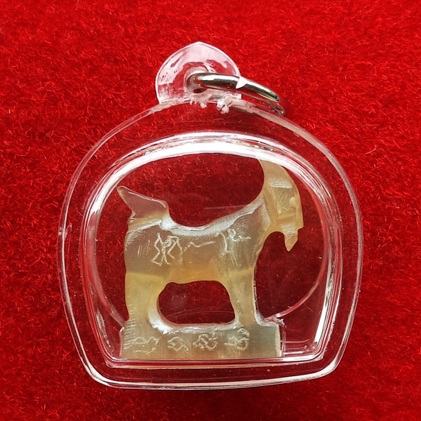 แพะ เขาควายเผือกสีน้ำผึ้งทูโทน หลวงพ่อสิน วัดละหารใหญ่ เกจิดัง มีจารรอบตัว สวยมาก สุดยอดมหาเสน่ห์