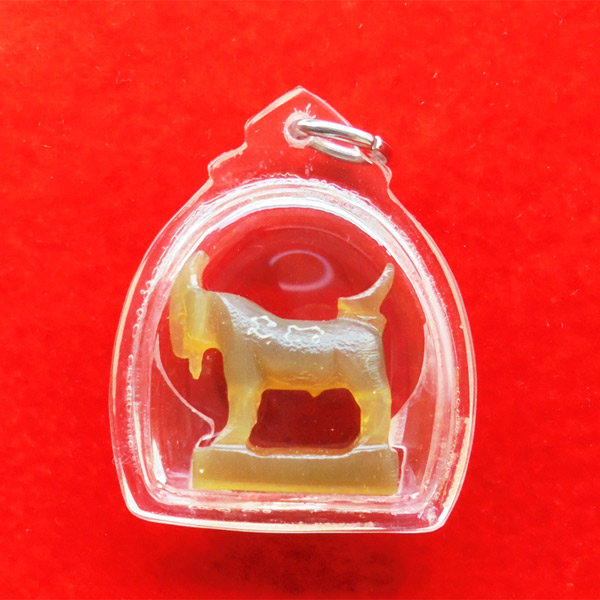 แพะ เขาควายเผือกสีน้ำผึ้ง ตัวใหญ่ยาว 2.3 ซม.หลวงพ่อสิน วัดละหารใหญ่ มีจารรอบตัว สวยมากหายาก