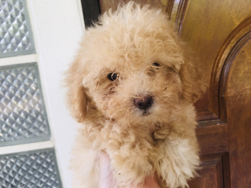 พุดเดิ้นแท้ตัว เมีย วัคซีนแล้ว 6