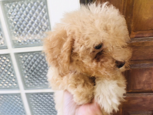 พุดเดิ้นแท้ตัว เมีย วัคซีนแล้ว 9