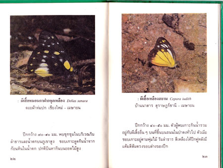 ผีเสื้อกลางวัน หนังสือชุดความรู้ไทย 1