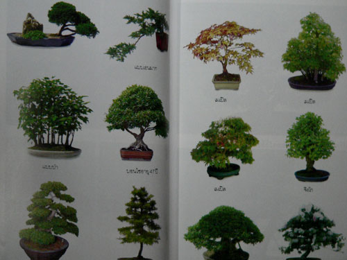 คู่มือบอนไซ / พรรรณทวี พรประเสริฐกุล 7
