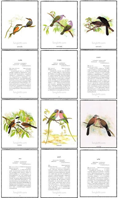 อัลบั้ม ชมหมู่ปักษาทิชาชาติ 5