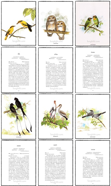 อัลบั้ม ชมหมู่ปักษาทิชาชาติ 6