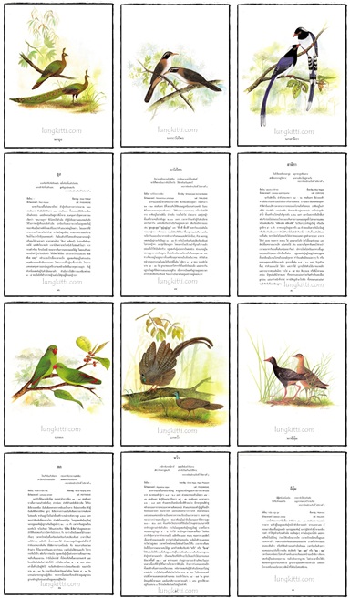 อัลบั้ม ชมหมู่ปักษาทิชาชาติ 8