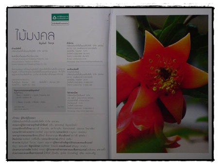 ไม้มงคล / ธัญนันท์ วีระกุล 2