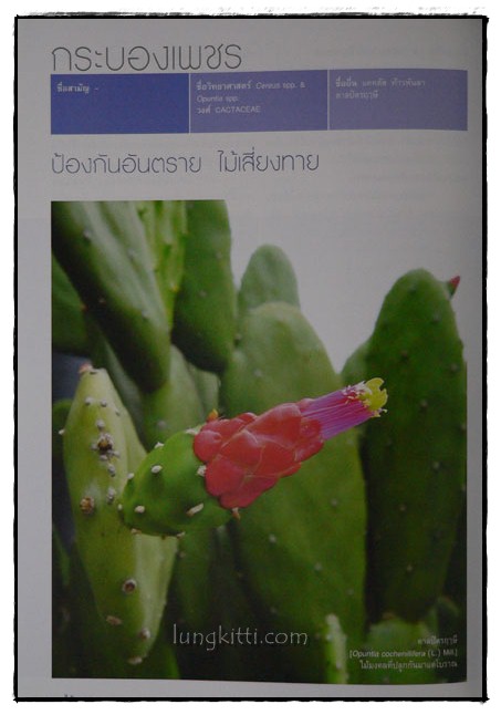 ไม้มงคล / ธัญนันท์ วีระกุล 5