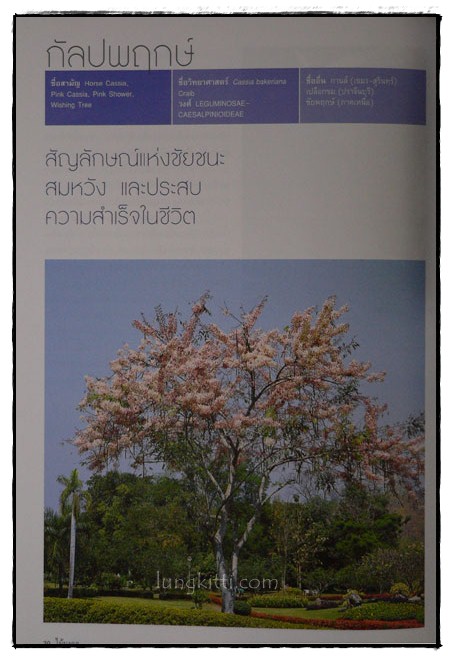 ไม้มงคล / ธัญนันท์ วีระกุล 6