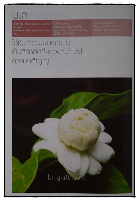 ไม้มงคล / ธัญนันท์ วีระกุล 7