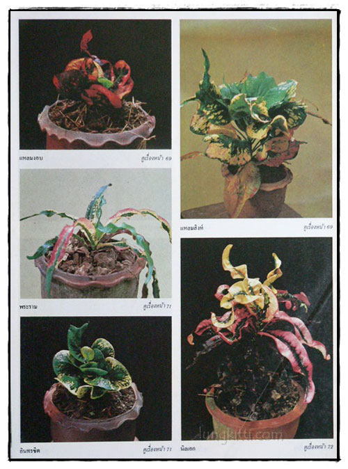 สารานุกรมไม้ประดับในประเทศไทย  (เล่ม 2) 5