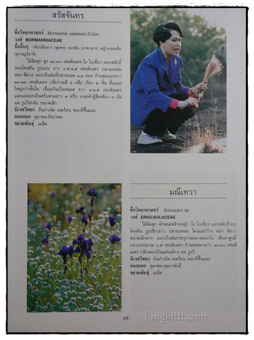 ไม้ดอกและไม้ประดับ 6