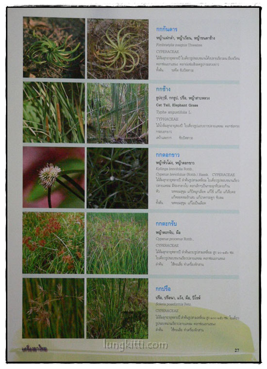 เครื่องยาไทย ๑ 3