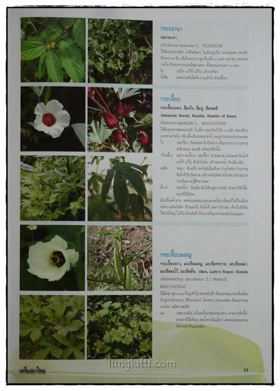 เครื่องยาไทย ๑ 4