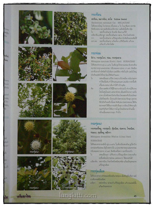 เครื่องยาไทย ๑ 5