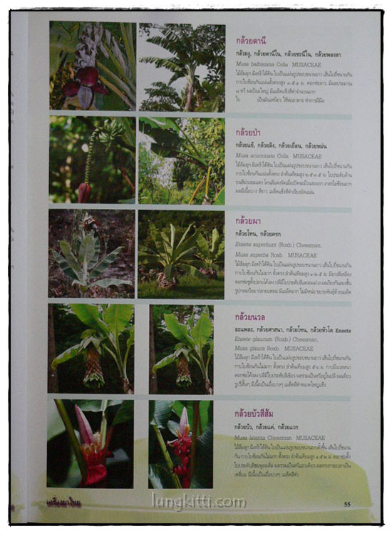 เครื่องยาไทย ๑ 6