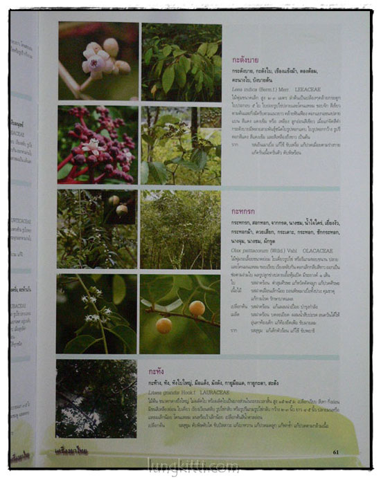 เครื่องยาไทย ๑ 7