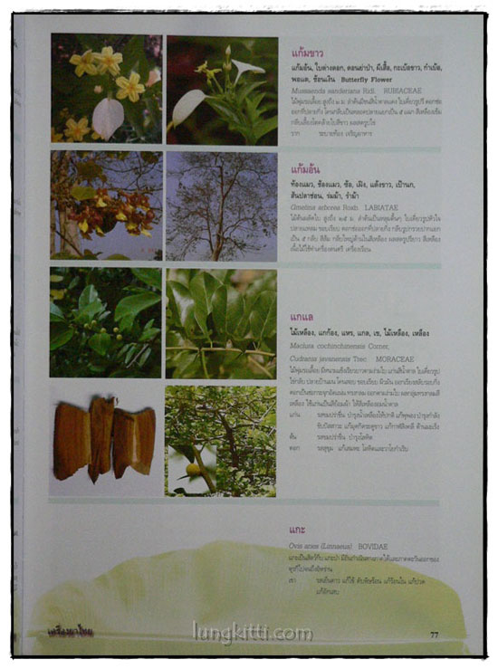 เครื่องยาไทย ๑ 8