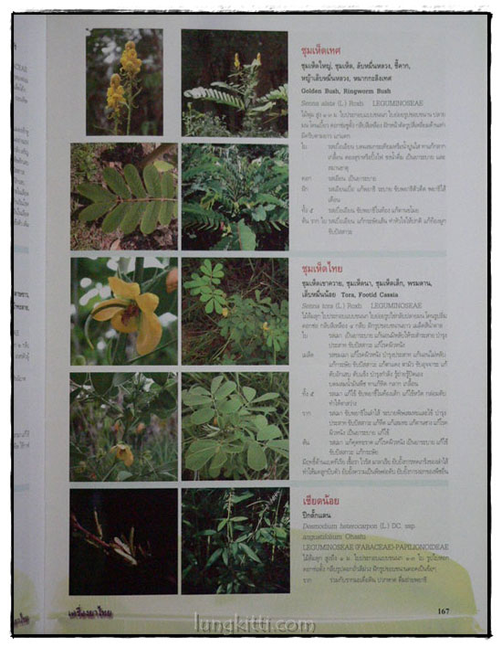 เครื่องยาไทย ๑ 9