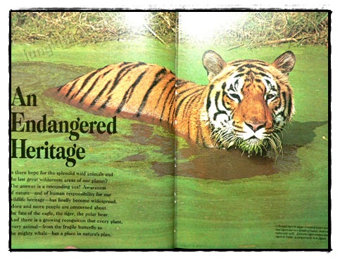 Our Magnificent Wildlife - How To Enjoy and Preserve It 2