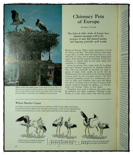 Our Magnificent Wildlife - How To Enjoy and Preserve It 5