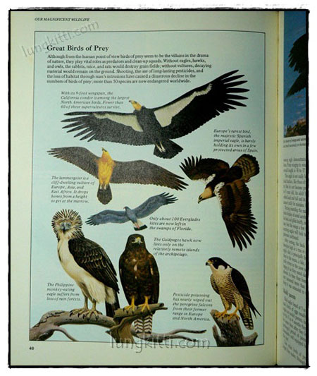 Our Magnificent Wildlife - How To Enjoy and Preserve It 6