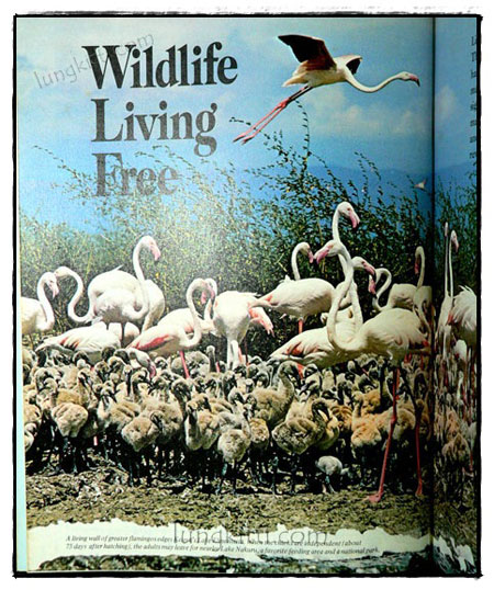 Our Magnificent Wildlife - How To Enjoy and Preserve It 7