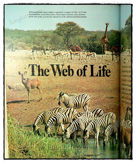 Our Magnificent Wildlife - How To Enjoy and Preserve It 8