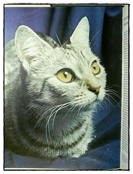 DE WONDERLIJKE NATUUR :DE KAT ALS HUISDIER 4