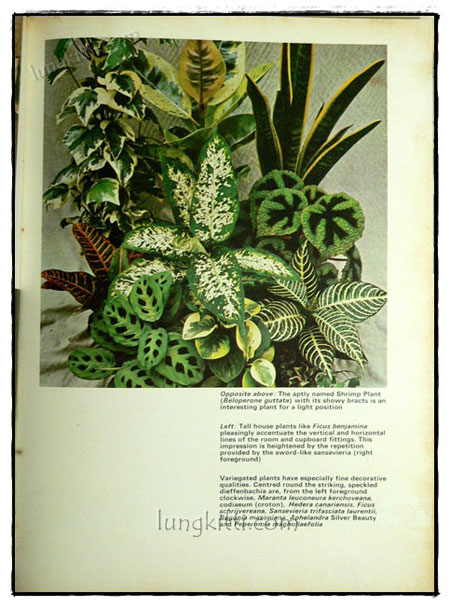 WOMAN’S OWN BOOK OF HOUSE PLANTS 4