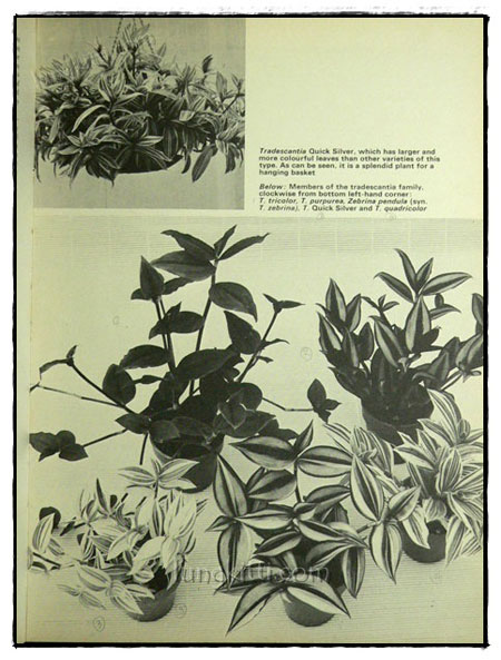 WOMAN’S OWN BOOK OF HOUSE PLANTS 5