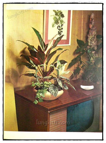 WOMAN’S OWN BOOK OF HOUSE PLANTS 7